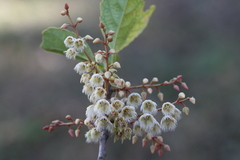 Elaeocarpus serratus